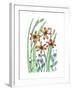 Blackberry Lily-Beverly Dyer-Framed Art Print