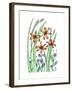 Blackberry Lily-Beverly Dyer-Framed Art Print