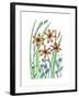 Blackberry Lily-Beverly Dyer-Framed Art Print