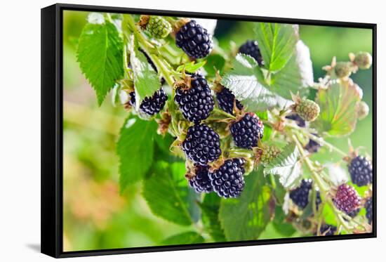 Blackberry-igorr-Framed Stretched Canvas