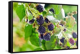 Blackberry-igorr-Framed Stretched Canvas