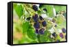 Blackberry-igorr-Framed Stretched Canvas