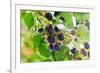 Blackberry-igorr-Framed Photographic Print