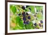 Blackberry-igorr-Framed Photographic Print