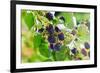Blackberry-igorr-Framed Photographic Print
