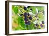 Blackberry-igorr-Framed Photographic Print