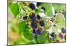 Blackberry-igorr-Mounted Photographic Print