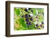 Blackberry-igorr-Framed Photographic Print