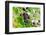 Blackberry-igorr-Framed Photographic Print