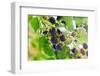 Blackberry-igorr-Framed Photographic Print