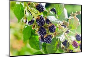 Blackberry-igorr-Mounted Photographic Print