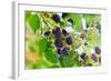 Blackberry-igorr-Framed Photographic Print