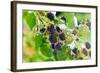 Blackberry-igorr-Framed Photographic Print