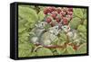 Blackberrying, 1996-Ditz-Framed Stretched Canvas