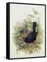 Blackbird, 1873-John Gould-Framed Stretched Canvas