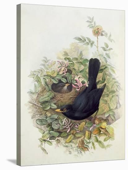 Blackbird, 1873-John Gould-Stretched Canvas