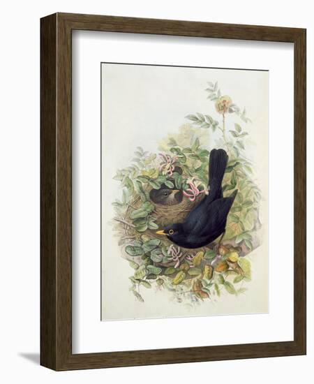 Blackbird, 1873-John Gould-Framed Giclee Print