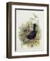 Blackbird, 1873-John Gould-Framed Giclee Print