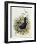 Blackbird, 1873-John Gould-Framed Giclee Print