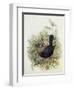 Blackbird, 1873-John Gould-Framed Giclee Print