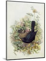 Blackbird, 1873-John Gould-Mounted Giclee Print