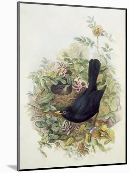 Blackbird, 1873-John Gould-Mounted Giclee Print