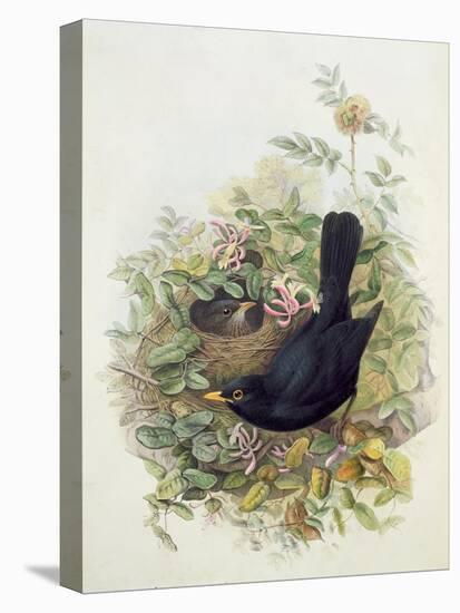 Blackbird, 1873-John Gould-Stretched Canvas