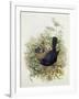 Blackbird, 1873-John Gould-Framed Giclee Print