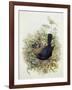 Blackbird, 1873-John Gould-Framed Giclee Print