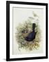 Blackbird, 1873-John Gould-Framed Giclee Print