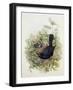 Blackbird, 1873-John Gould-Framed Giclee Print