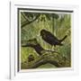 Blackbird and Snail-Ernest Henry Griset-Framed Giclee Print