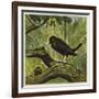 Blackbird and Snail-Ernest Henry Griset-Framed Giclee Print