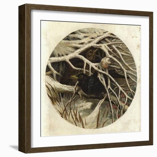 Blackbird and Thrush, in Covert-Harrison William Weir-Framed Giclee Print