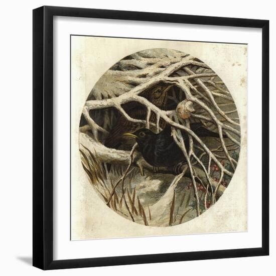 Blackbird and Thrush, in Covert-Harrison William Weir-Framed Giclee Print