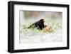 Blackbird eating winfall apples in snow, Cornwall, UK-Ross Hoddinott-Framed Photographic Print