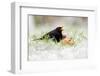 Blackbird eating winfall apples in snow, Cornwall, UK-Ross Hoddinott-Framed Photographic Print