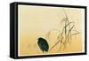 Blackbird, Edo Period-Japanese School-Framed Stretched Canvas