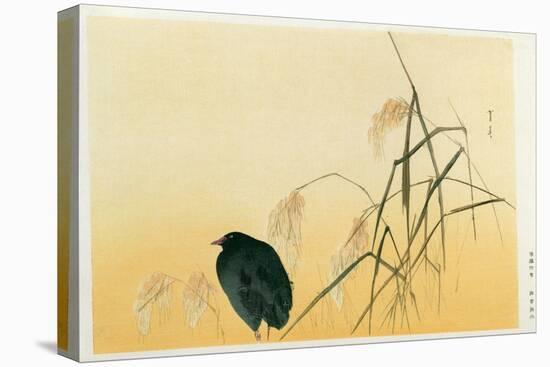 Blackbird, Edo Period-Japanese School-Stretched Canvas