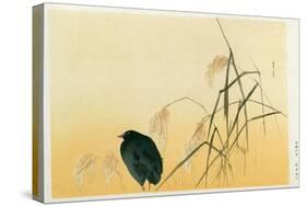 Blackbird, Edo Period-Japanese School-Stretched Canvas