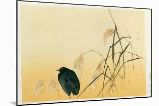 Blackbird, Edo Period-Japanese School-Mounted Giclee Print