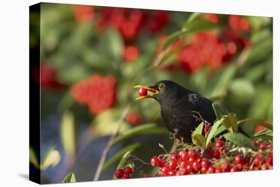 Blackbird Feeding on Autumn Berries-null-Stretched Canvas