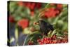 Blackbird Feeding on Autumn Berries-null-Stretched Canvas