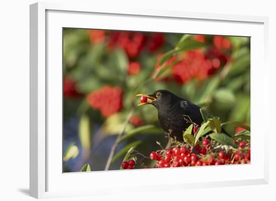 Blackbird Feeding on Autumn Berries-null-Framed Photographic Print