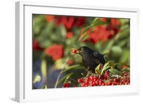 Blackbird Feeding on Autumn Berries-null-Framed Photographic Print