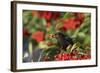 Blackbird Feeding on Autumn Berries-null-Framed Photographic Print