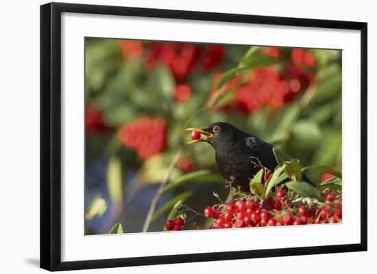 Blackbird Feeding on Autumn Berries-null-Framed Photographic Print