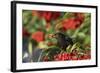 Blackbird Feeding on Autumn Berries-null-Framed Photographic Print