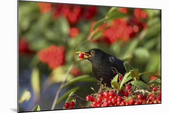 Blackbird Feeding on Autumn Berries-null-Mounted Photographic Print