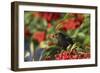 Blackbird Feeding on Autumn Berries-null-Framed Photographic Print